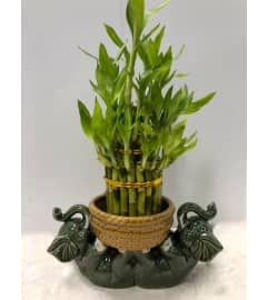 Lucky Bamboo Lying Elephant Planter. An arrangement by Mardi Gras Florist.