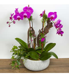 Fuchsia Orchid Combo. An arrangement by Florique.