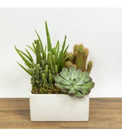 Mr. Green. An arrangement by Florique.