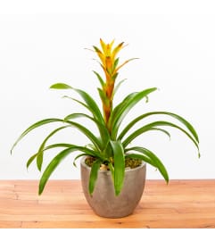 The Nancy. An arrangement by Florique.