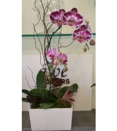 Purple Waterfall Orchid. An arrangement by Awe Flowers.