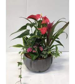 Anthurium Delight. An arrangement by Floral Factory. Anthurium Delight. An arrangement by Floral Factory.