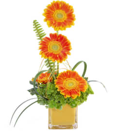 FSN - GERBERA SUNRISE. An arrangement by Erika's Flowers.