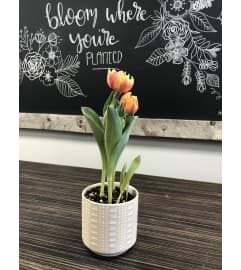 Tulip Planter. An arrangement by Grande Prairie Florist.