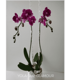 Purple Orchid Glamour. An arrangement by Brickell Exclusive Blooms.