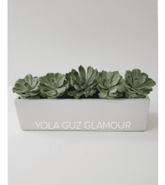 Succulents in Rectangular Vase. An arrangement by Brickell Exclusive Blooms.