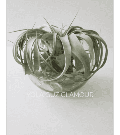 Tillandsias in Glass Bowl. An arrangement by Aventura Glamour Flowers. Tillandsias in Glass Bowl. An arrangement by Aventura Glamour Flowers.