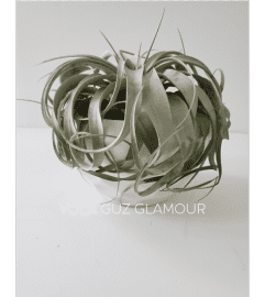 Tillandsias in Modern White. An arrangement by Aventura Glamour Flowers. Tillandsias in Modern White. An arrangement by Aventura Glamour Flowers.