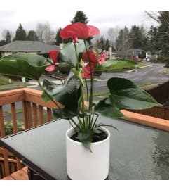 Anthurium in pottery. An arrangement by Renton Flower Shop.