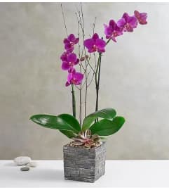 Modern Orchid In Ceramic. An arrangement by Aventura Glamour Flowers. Modern Orchid In Ceramic. An arrangement by Aventura Glamour Flowers.
