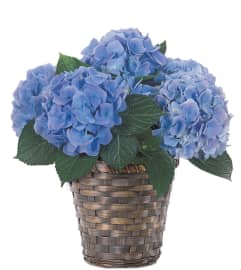 Potted Blue Hydrangea Plant. An arrangement by The Posh Posy.
