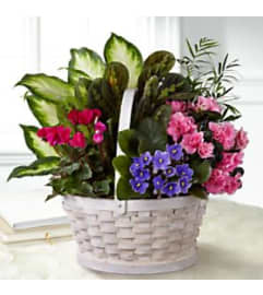 flowering sympathy love garden. An arrangement by Last Minute Gifts and Flowers. flowering sympathy love garden. An arrangement by Last Minute Gifts and Flowers.