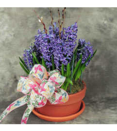 \Hyacinth Potted flower. An arrangement by Dupree's Root 88 Garden Center and Florist.