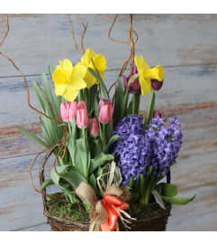 MXED live bulb BASKET. An arrangement by Dupree's Root 88 Garden Center and Florist.