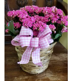EASTER MUM WITH BOW. An arrangement by Dupree's Root 88 Garden Center and Florist.