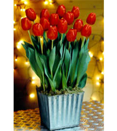 thoughtfulTULIPS IN POTS. An arrangement by Dupree's Root 88 Garden Center and Florist.