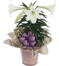 EASTER LILLY IN POT. An arrangement by Dupree's Root 88 Garden Center and Florist.