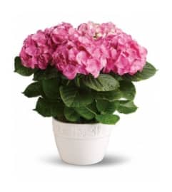 Pink Easter Hydrangea. An arrangement by My Secret Garden.