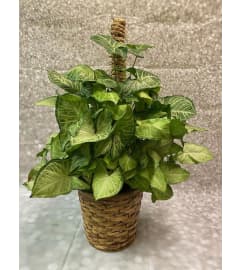 Butterfly Pole Plant. An arrangement by Flowers by Neil. Butterfly Pole Plant. An arrangement by Flowers by Neil.