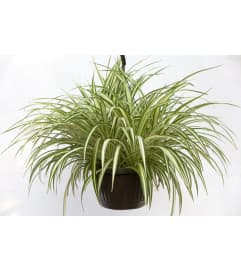 SPIDER PLANT HANGING BASKET. An arrangement by Elegant Florist.