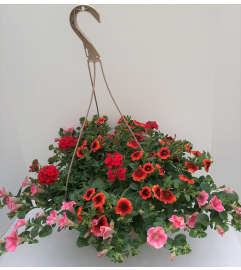 Flowering Hanging Basket Of Fun. An arrangement by Nicol Florist.