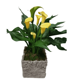 Classic Calla Lilly. An arrangement by Harriet's Flower and Gift Shop.