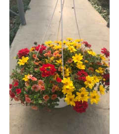 Blooming Hanging Plant Basket. An arrangement by Conrad Floral.