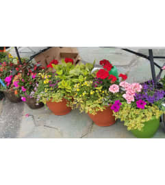 Outdoor Sunny Planter. An arrangement by Thompson's Full Bloom.
