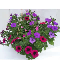 Petunia Basket. An arrangement by Nicol Florist. Petunia Basket. An arrangement by Nicol Florist.