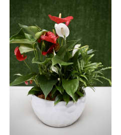 Red and White Elegance in Ceramic Pot. An arrangement by Shalimar Flower Shop.