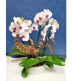 Orchid Of Love. An arrangement by Delray Beach Flower Market.