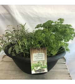 10 Umbrella Plant. An arrangement by Anderson Flowers.