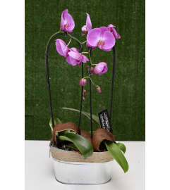 Wisdom and Health Double Orchid. An arrangement by Shalimar Flower Shop.