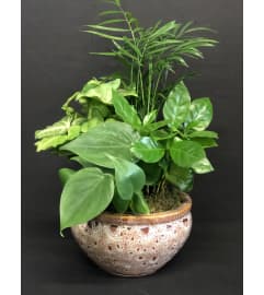 Designer Dish Garden. An arrangement by Petals and Co..