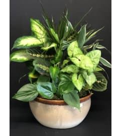 Designer Dish Garden XL and XXL. An arrangement by Petals and Co..