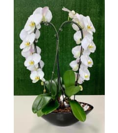 Marvelous Orchid Heart. An arrangement by Shalimar Flower Shop.