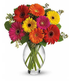 Bright Gerberas. An arrangement by Northwest Florist.