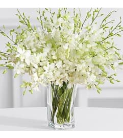 White Dendrobium Orchids Glamour. An arrangement by Brickell Exclusive Blooms.