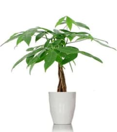 Money Tree 6 inch. An arrangement by Fine's Flowers.