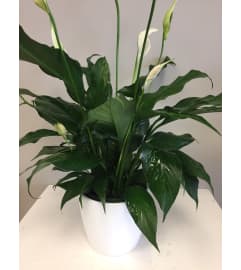 Peace Lily Blooms. An arrangement by Very's Flowers.