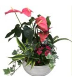 Artistic Flowering Planters. An arrangement by The Village Green Florist.