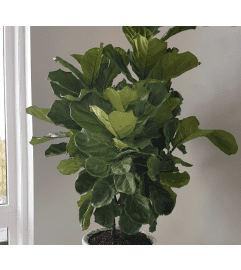 Premium Fiddle Leaf Fig. An arrangement by Galbraith Florist.