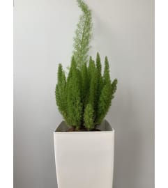 Foxtail Fern in a White Pot. An arrangement by Galbraith Florist.