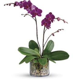 TF Glorious Gratitude Orchid. An arrangement by Blossoms On The Trail.