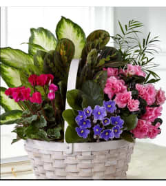 Peace Serenity Dishgarden. An arrangement by Geni's Florist and Gifts.