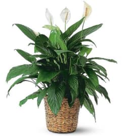 SPATHIPHYLLUM PLANT - PEACE LILY PLANT. An arrangement by Select Flowers. SPATHIPHYLLUM PLANT - PEACE LILY PLANT. An arrangement by Select Flowers.