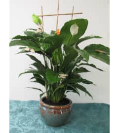 Spatifilum Plant XL. An arrangement by Always in Bloom Flower Shop.