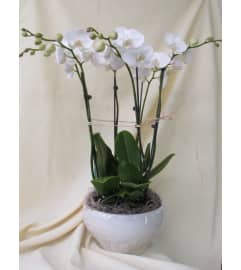 Orchids from Paradise. An arrangement by Always in Bloom Flower Shop.