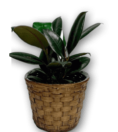 Vibrant Palm Rubber Plant in Wicker Basket. An arrangement by Shalimar Flower Shop.
