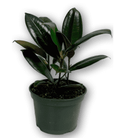 Vibrant Palm Rubber Plant in Green Planter. An arrangement by Shalimar Flower Shop.